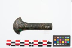 Foto von Bronzeortband (NHMW-PRAE-025481)